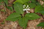 Fourleaf milkweed